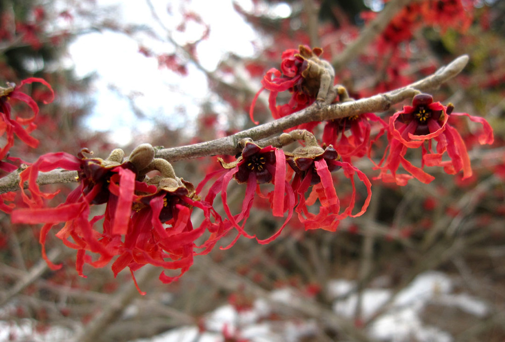 5 Great Shrubs for Winter Interest Fernhill Landscapes