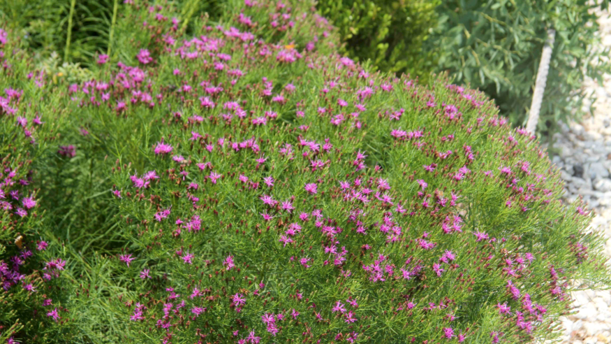 purple flowering bush